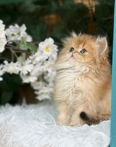 Britaniya uzun tüklü (British Longhair) balası – qızılı (golden) at lalafo.az Britaniya uzun tüklü (British Longhair) balası – qızılı (golden)