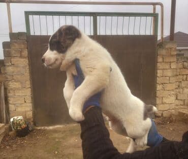 Qurdbasar lalafo.az -da Qurdbasar