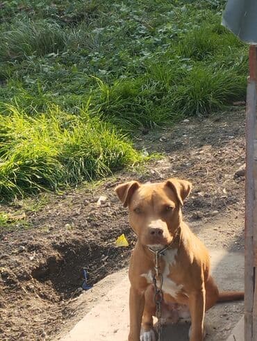 Pitbul lalafo.az -da Pitbul