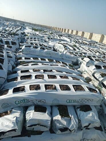 Kakabit. KOKO CHAMOİON.Bir meşok 40 qəpik. Meşokda 2 kq olur. Bütün lalafo.az -da Kakabit. KOKO CHAMOİON.Bir meşok 40 qəpik. Meşokda 2 kq olur. Bütün