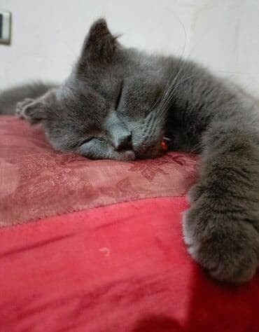 Şotland yastı qulaq, Yaxşı əllərə lalafo.az -da Şotland yastı qulaq, Yaxşı əllərə