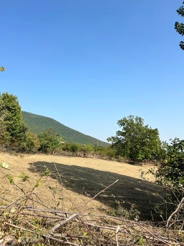 Kənd təsərrüfatı lalafo.az -da Kənd təsərrüfatı