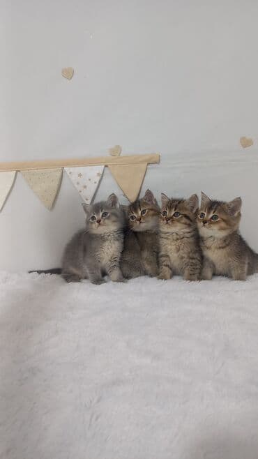 Britan, Erkək, Dişi, Ünvandan götürmə, Ödənişli çatdırılma lalafo.az -da Britan, Erkək, Dişi, Ünvandan götürmə, Ödənişli çatdırılma