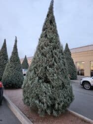 Удобрения: Thuja toxumları, sərv, Arizona sərv, mavi thuja, qərb thuja və şərq at lalafo.az — 5 Удобрения: Thuja toxumları, sərv, Arizona sərv, mavi thuja, qərb thuja və şərq — 5
