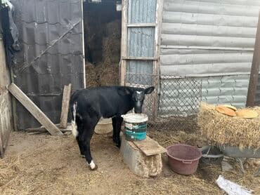 Mal-qara – qara rəngli dana - Növ: dana (qara rəngdə, alın və burun lalafo.az -da — 3 Mal-qara – qara rəngli dana - Növ: dana (qara rəngdə, alın və burun — 3