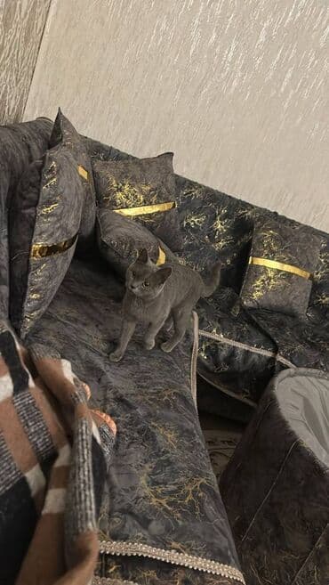 Şotland, Dişi, Ödənişli çatdırılma lalafo.az -da Şotland, Dişi, Ödənişli çatdırılma