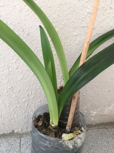 Təbii otaq bitkiləri,təcili satilir lalafo.az -da Təbii otaq bitkiləri,təcili satilir