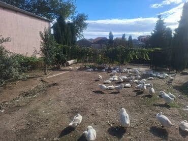 10 sot, Tikinti, Mülkiyyətçi, Kupça (Çıxarış) lalafo.az -da 10 sot, Tikinti, Mülkiyyətçi, Kupça (Çıxarış)