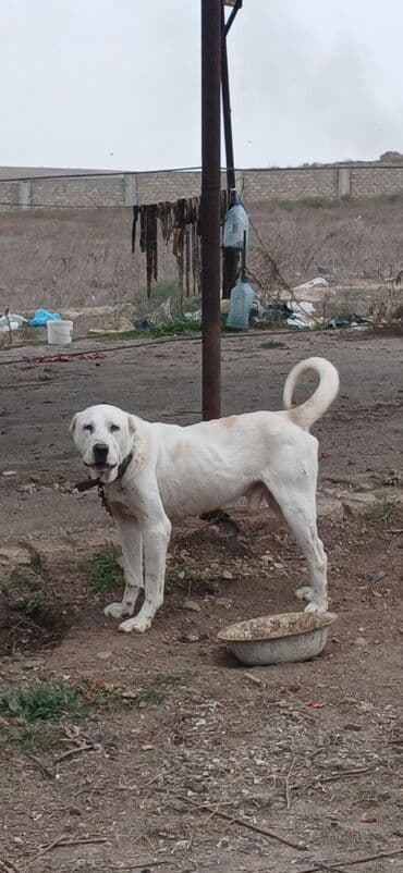 Alabay, 1 il, Erkek, Peyvəndli, Ödənişli çatdırılma lalafo.az -da Alabay, 1 il, Erkek, Peyvəndli, Ödənişli çatdırılma