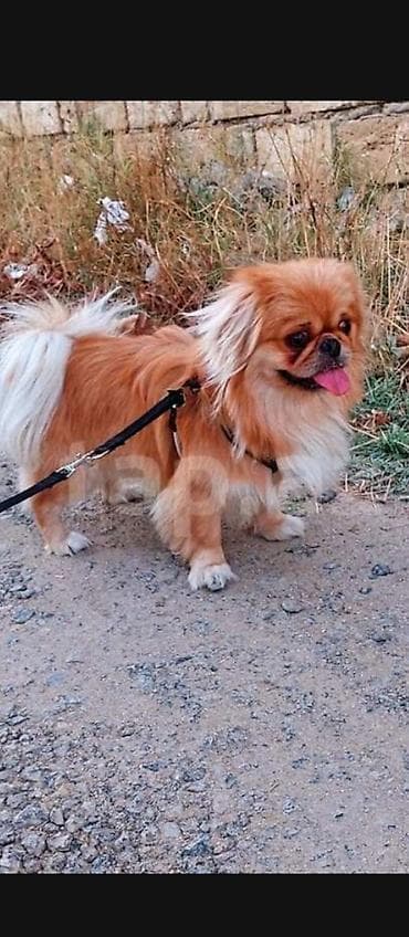 Pekines lalafo.az -da Pekines