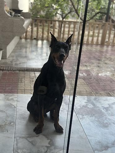 Doberman, Erkek, Cütləşmə üçün lalafo.az -da Doberman, Erkek, Cütləşmə üçün