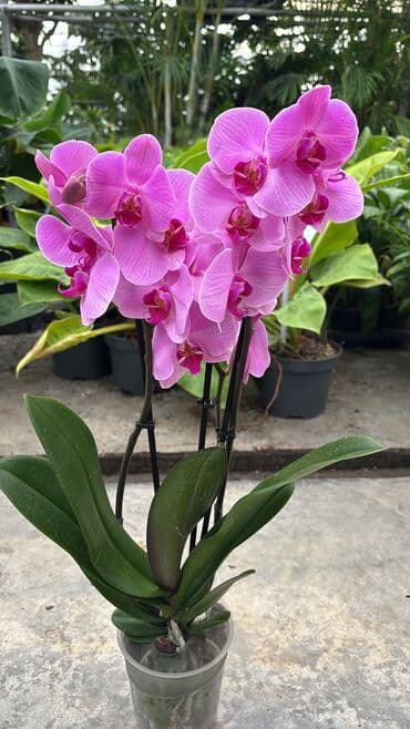 Bitki dərmanları: Vatsapp mövcuddur!. Çatdırılma metrolara, Şamaxinkaya mövcuddur və lalafo.az -da — 2 Bitki dərmanları: Vatsapp mövcuddur!. Çatdırılma metrolara, Şamaxinkaya mövcuddur və — 2