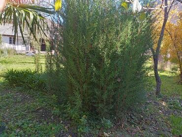 Удобрения: Məhsul: Bağ və landşaft üçün dekorativ palma və iynəyarpaq at lalafo.az — 5 Удобрения: Məhsul: Bağ və landşaft üçün dekorativ palma və iynəyarpaq — 5