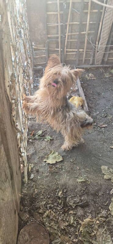 Yorkşir teryer, Erkek lalafo.az -da Yorkşir teryer, Erkek