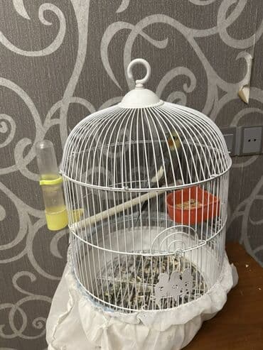 Korella papuqayı . 7 aylıq erkək qəfəslə birlikdə təcili satılır lalafo.az -da Korella papuqayı . 7 aylıq erkək qəfəslə birlikdə təcili satılır