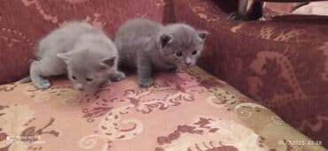 Britan, Erkək, Dişi lalafo.az -da Britan, Erkək, Dişi