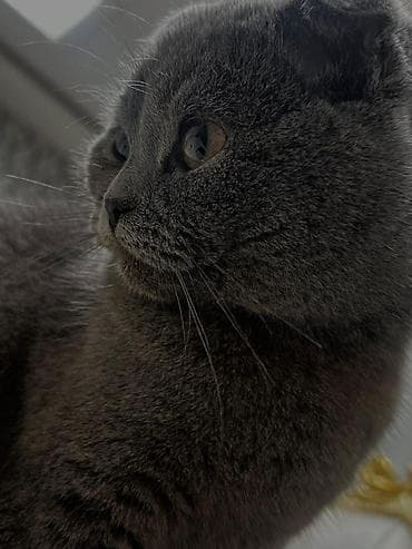 Şotland, Dişi lalafo.az -da Şotland, Dişi