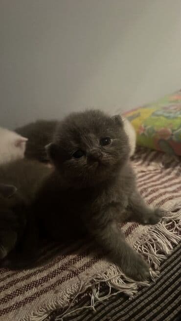 Britan, Pulsuz çatdırılma lalafo.az -da Britan, Pulsuz çatdırılma