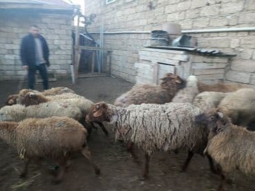 Erkək quzular Satilir qiymetde endirim olacaq qurbanlığa yarayir lalafo.az -da Erkək quzular Satilir qiymetde endirim olacaq qurbanlığa yarayir
