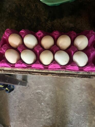 Təmizqan sosyet heyratı fərələrin yumurtalarıdi qəşəy cinsdi tam lalafo.az -da Təmizqan sosyet heyratı fərələrin yumurtalarıdi qəşəy cinsdi tam