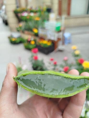 Aloe vera barbadensis dibceki 3.azndan 100 azna kimi var lalafo.az -da Aloe vera barbadensis dibceki 3.azndan 100 azna kimi var