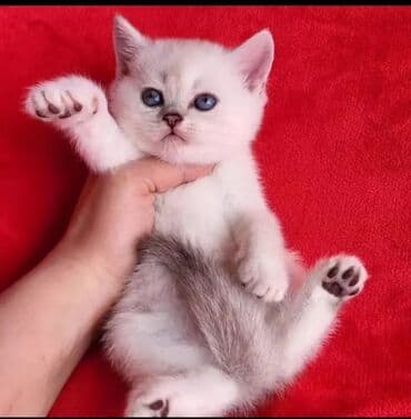 Şinşilla, Erkək, Dişi, Pulsuz çatdırılma lalafo.az -da Şinşilla, Erkək, Dişi, Pulsuz çatdırılma