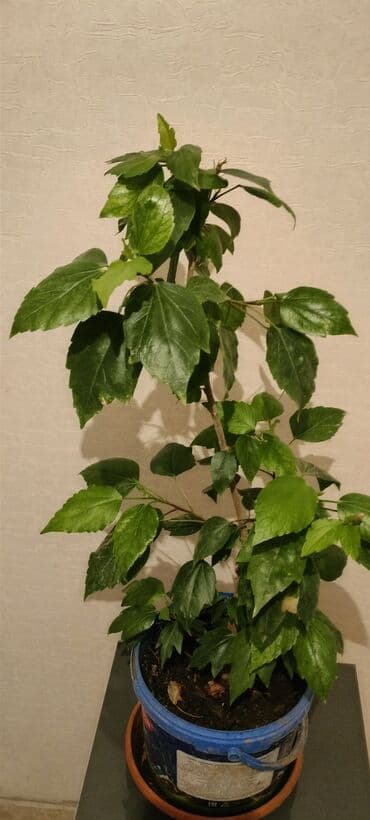 İç məkan üçün dekorativ ev bitkisi – hibiskus (Çin qülü). - lalafo.az -da İç məkan üçün dekorativ ev bitkisi – hibiskus (Çin qülü). -