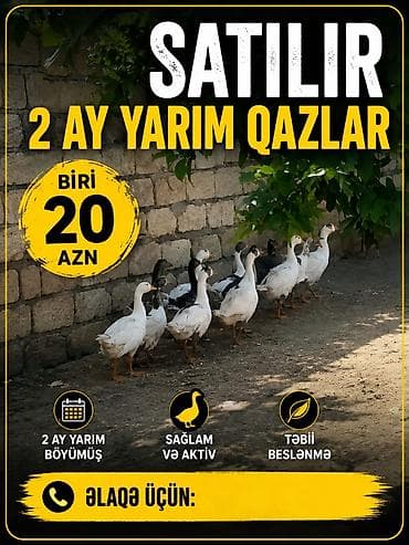 Satılır: 2 ay yarımlıq qazlar - Yaş: 2 ay yarım - Qidalanma: təbii lalafo.az -da Satılır: 2 ay yarımlıq qazlar - Yaş: 2 ay yarım - Qidalanma: təbii