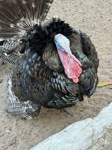 Erkək, Damazlıq lalafo.az -da Erkək, Damazlıq