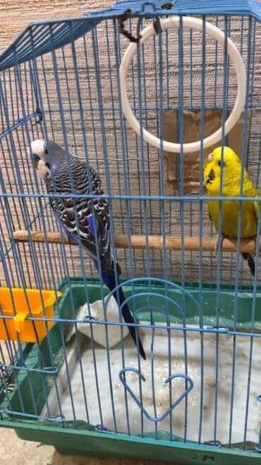 Лекарства для животных: Məhsul: Dalmatin və sarı-yaşıl rənglərdə iki dalğalı tutuquşu (Budzı) at lalafo.az — 2 Лекарства для животных: Məhsul: Dalmatin və sarı-yaşıl rənglərdə iki dalğalı tutuquşu (Budzı) — 2