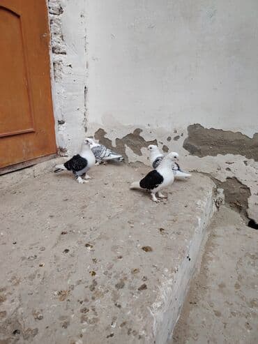 Salam 4 dü 50 Bal Qiymətə görə heçkim Narahat Eləməsin quş göz önündə lalafo.az -da Salam 4 dü 50 Bal Qiymətə görə heçkim Narahat Eləməsin quş göz önündə