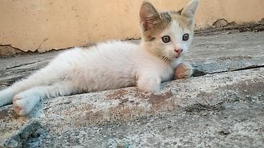 Sahibləndirilir. 2 aylıqdırlar at lalafo.az Sahibləndirilir. 2 aylıqdırlar