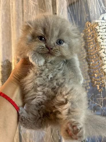 Şotland lalafo.az -da Şotland