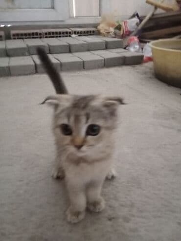 Şotland, Dişi lalafo.az -da Şotland, Dişi