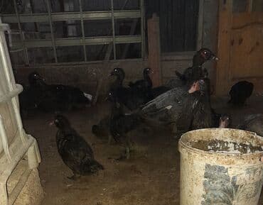 Muscovy ördəkləri (indo-ördəklər) – müxtəlif rənglərdə sürü - lalafo.az -da Muscovy ördəkləri (indo-ördəklər) – müxtəlif rənglərdə sürü -