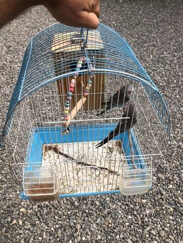 Bütöv dəst: dalğalı paraket cütü və qəfəs aksesuarları - 2 ədəd lalafo.az -da Bütöv dəst: dalğalı paraket cütü və qəfəs aksesuarları - 2 ədəd