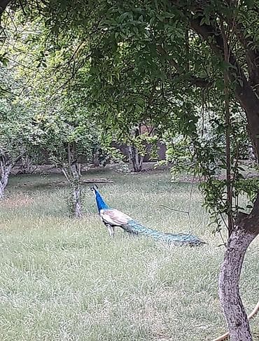 Tovuz qusları satılır 4 ededi 1000 manata evden cıxırlar ona gore ucuz lalafo.az -da Tovuz qusları satılır 4 ededi 1000 manata evden cıxırlar ona gore ucuz