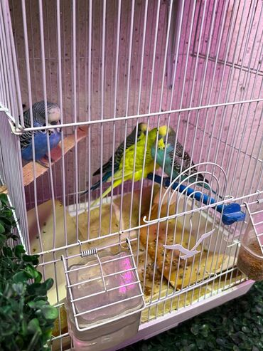 Balacalar 2 cutdu cutu 40 azn qefes 10 azn boyuk olan qefesle 120 lalafo.az -da Balacalar 2 cutdu cutu 40 azn qefes 10 azn boyuk olan qefesle 120