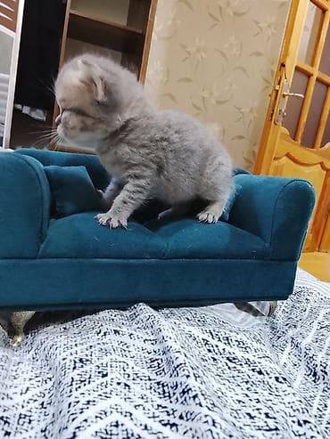 Gözəl, boz zolaqlı balaca pişik balası Xüsusiyyətlər: - Yumşaq, sıx lalafo.az -da Gözəl, boz zolaqlı balaca pişik balası Xüsusiyyətlər: - Yumşaq, sıx