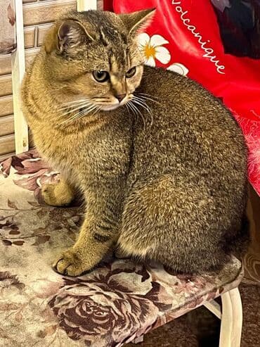 Britan, Erkək, Ünvandan götürmə lalafo.az -da Britan, Erkək, Ünvandan götürmə