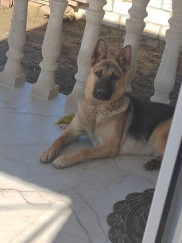 Cutlesdirmeye erkek avcarka axtarilir lalafo.az -da Cutlesdirmeye erkek avcarka axtarilir