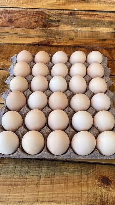 Salam avstrolop və serebris toyuülarının qarışıq yumuryaları satılır lalafo.az -da Salam avstrolop və serebris toyuülarının qarışıq yumuryaları satılır