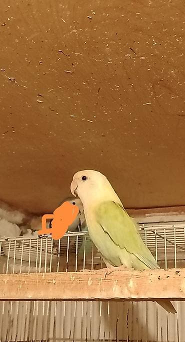 Nirazulcik hazır Maya 8 aylıq Tel:+994 50 634 42 87 ünvan Ramana lalafo.az -da Nirazulcik hazır Maya 8 aylıq Tel:+994 50 634 42 87 ünvan Ramana