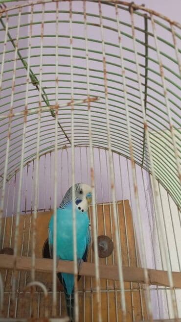 Salam dalğalı tutuquşu satılır qəfəssiz lalafo.az -da Salam dalğalı tutuquşu satılır qəfəssiz