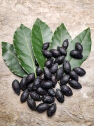 Удобрения: Dəfnə dəfnəsi toxumları
1 ədəd 20 qəpik at lalafo.az — 3 Удобрения: Dəfnə dəfnəsi toxumları
1 ədəd 20 qəpik — 3