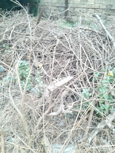Odun ağac budaqları kim istiyir ucuz verirəm gəlib lalafo.az -da Odun ağac budaqları kim istiyir ucuz verirəm gəlib