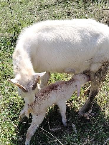 Ağ rəngli ana keçi və balası - Növ sanə keçi - Rəng: Tam ağ - Balası lalafo.az -da Ağ rəngli ana keçi və balası - Növ sanə keçi - Rəng: Tam ağ - Balası