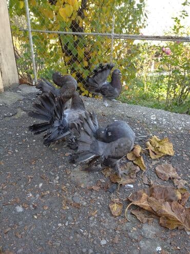 London Pavlinler baladan qizma cutler satilir.Dord ədəddir.Hoptum 50 lalafo.az -da London Pavlinler baladan qizma cutler satilir.Dord ədəddir.Hoptum 50