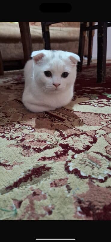 Şotland yastı qulaq, Erkək, Ünvandan götürmə lalafo.az -da Şotland yastı qulaq, Erkək, Ünvandan götürmə