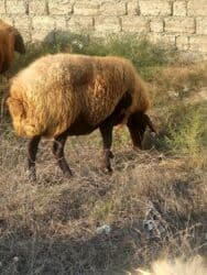 Balalı qala cinsi qoyunlar satılır. Super qoyunlardı.Cavandırlar.3 lalafo.az -da Balalı qala cinsi qoyunlar satılır. Super qoyunlardı.Cavandırlar.3